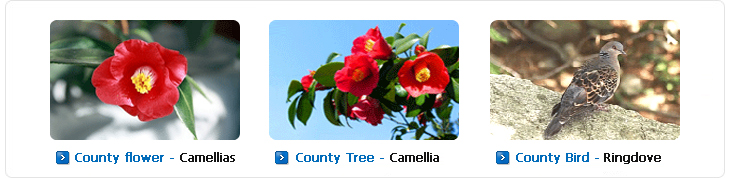 county flower - camelias , county tree - camelia, county bird - ringdove